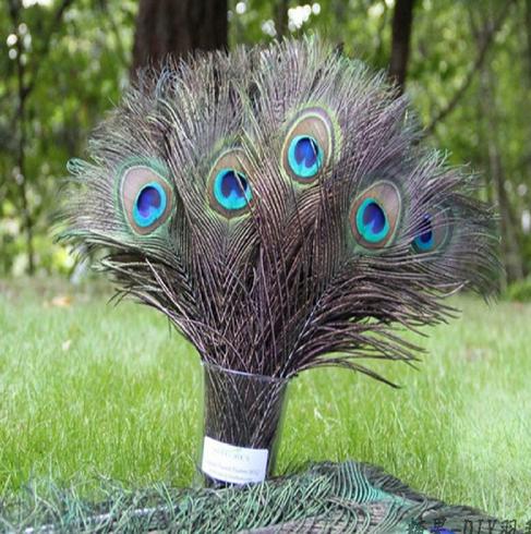 Peacock Feather